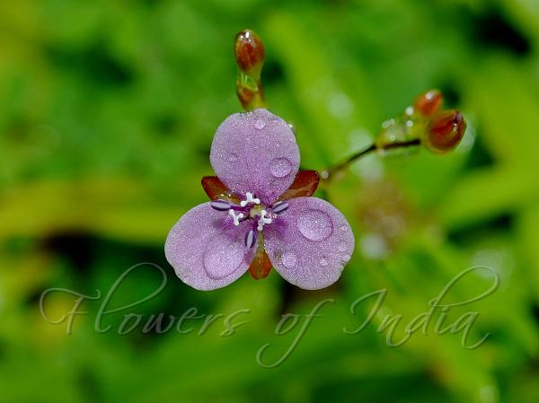 Two-Shaped Dewflower